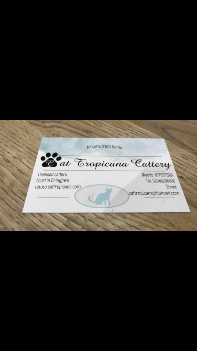 Cat Tropicana cattery
